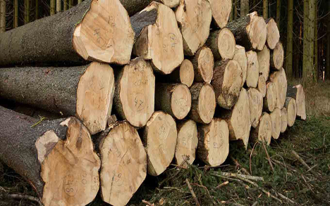 هنر چوب: از طبیعت تا خانههای شما